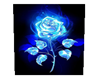 Blue Rose Pic 2