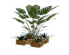 tyger potted plants