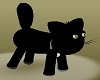 Black Cat MEOW!!!