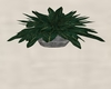 Plant 6 grey vase