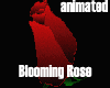 Animated Blooming Rose