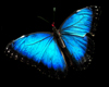 A blue Butterfly