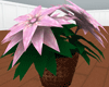 K75 Victorian Pink Plant