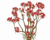 Exotic trees flowers 9