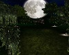 Romantic Moonlight Woods