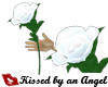 *A*Rose-White