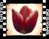 !Tulip Flower/Wand