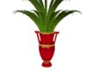  Aloe Vera Plant
