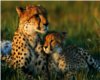 Cheetah & Cub Blk Frame