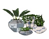 DEER PLANT GROUP