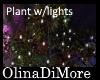 (OD) Plant with light