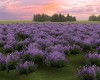 !R! Love For Lavender