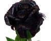black rose in hand