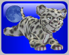 ! BA Leopard Kitten