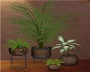 4Pc Potted Potted Plant