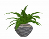 Potted Fern 4