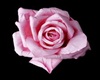 Pink Rose Elegance