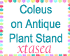Coleus on Antique Stand
