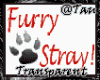 Furry Stray