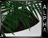 Toilet Fern (White)