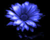 Blue Flower Towel