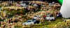 Kurdish Flag  Background