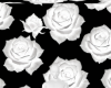Noir white roses