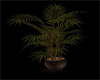 Arizona Club Palm Plant