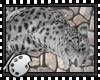 (*A) White Lazy Leopard