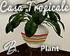 *B* Casa Tropical Plant