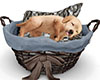 Puppy In Basket