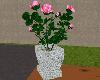 Roses Pink/Potted