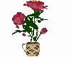Roses in Pot