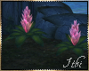 -I- Midnight GH Bromelia