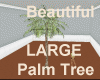 Beautiful Palm
