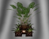 (VL) Potted Plants
