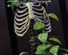 Plants+Skeleton