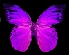 Butterfly Ore DP