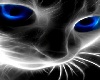 stickers blue eyes cat