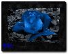 RD Blue Rose Picture 1
