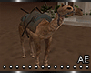N.Oasis Camel/animated