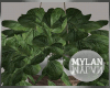 ~M~ | House Plant 3