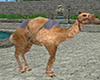 Egypt Sun Camel
