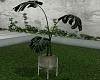 T- Mex. Plant
