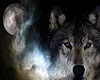 wolf chaps female