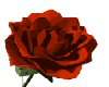 Red Opening Rose
