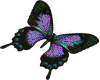 Beatifull butterfly