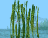 Marine Kelp Animation