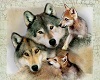 Family Wolf Pack