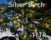 Silver Birch w Platform